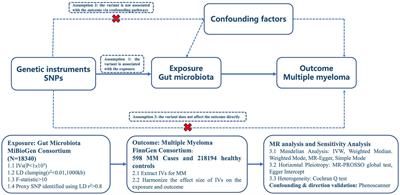 Causal associations between the gut microbiota and multiple myeloma: a two-sample Mendelian randomization study